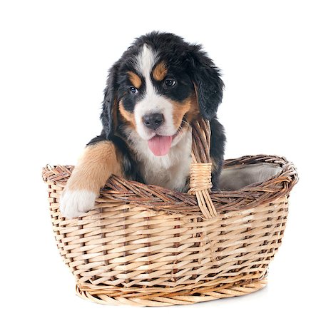 simsearch:400-07137760,k - portrait of a purebred bernese mountain dog in front of white background Stockbilder - Microstock & Abonnement, Bildnummer: 400-07715583