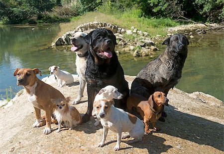 simsearch:400-09141186,k - group of dogs near a river in the nature Photographie de stock - Aubaine LD & Abonnement, Code: 400-07715801