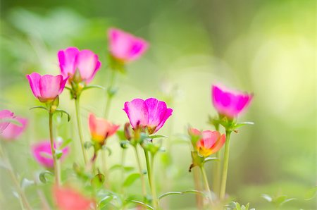 succulent flowers - Common Purslane or Verdolaga or Pigweed or Little Hogweed or Pusley flower in the garden Stock Photo - Budget Royalty-Free & Subscription, Code: 400-07715848