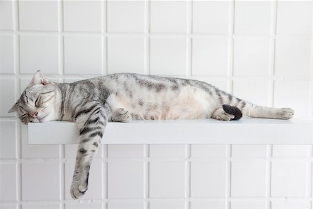 simsearch:400-07720090,k - cute cat sleeping on the platform in the house Foto de stock - Super Valor sin royalties y Suscripción, Código: 400-07716022