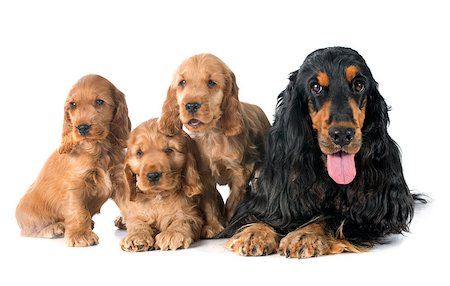 simsearch:400-06874938,k - family of four english cocker in a studio Stock Photo - Budget Royalty-Free & Subscription, Code: 400-07716125