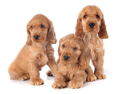 simsearch:400-04767909,k - three puppies english cocker in a studio Foto de stock - Royalty-Free Super Valor e Assinatura, Número: 400-07716126