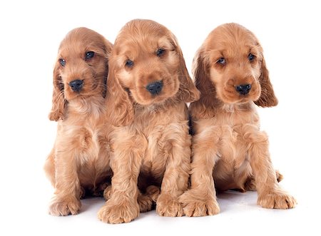simsearch:400-06067706,k - three puppies english cocker in a studio Foto de stock - Super Valor sin royalties y Suscripción, Código: 400-07716127