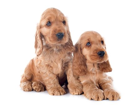 simsearch:400-06874938,k - two  purebred puppies english cocker in a studio Stock Photo - Budget Royalty-Free & Subscription, Code: 400-07716235