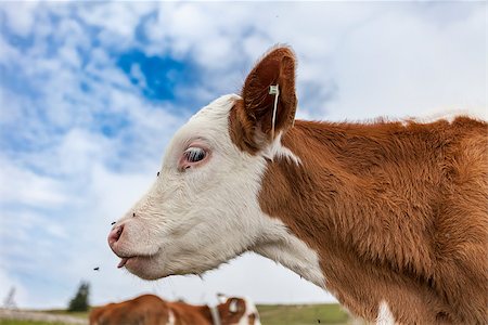 simsearch:400-08075707,k - A cow on the green grass of a meadow in the Tirolean alps. Stockbilder - Microstock & Abonnement, Bildnummer: 400-07716262