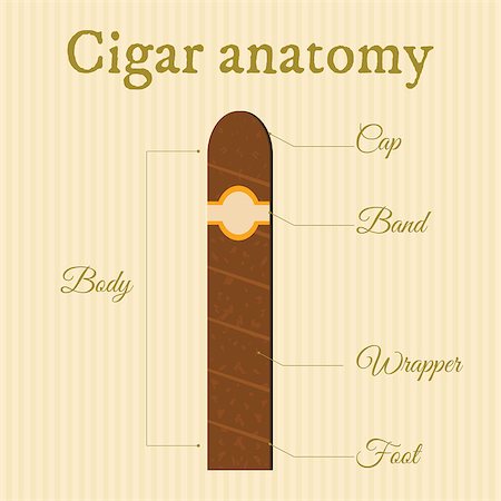 anatomy of a cigar on striped background Photographie de stock - Aubaine LD & Abonnement, Code: 400-07716289