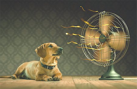 The dog is cooling down with the fan while watching the yellow ribbons in motion. Depth of field in eyes line and center of the fan. Stock Photo - Budget Royalty-Free & Subscription, Code: 400-07716767