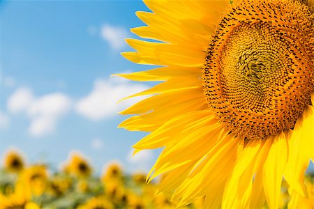 Yellow sunflower over blue sky Stock Photo - Budget Royalty-Free & Subscription, Code: 400-07716979