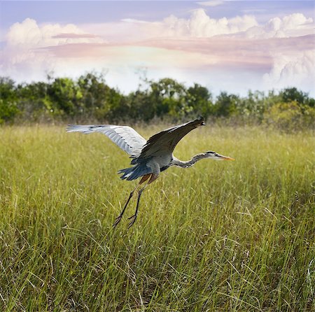Great Blue Heron In Flight Over Wetland Photographie de stock - Aubaine LD & Abonnement, Code: 400-07717296