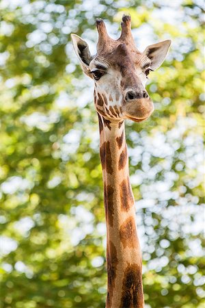 Portrait of long Giraffe on green blurred background Fotografie stock - Microstock e Abbonamento, Codice: 400-07717579