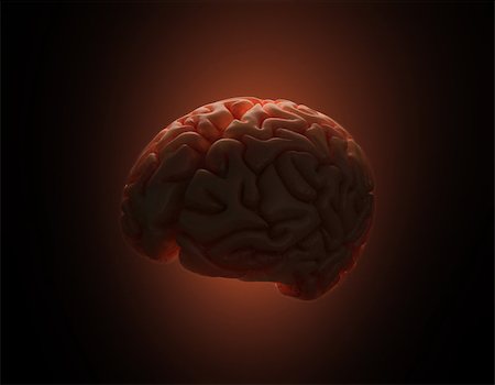 Brain being lit from behind in a dark environment. Clipping path inclluded. Stock Photo - Budget Royalty-Free & Subscription, Code: 400-07717589