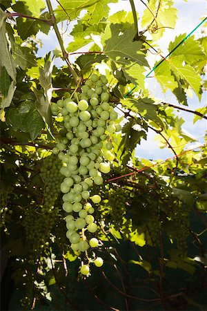 photojope (artist) - Green bunch of grapes in the vine Fotografie stock - Microstock e Abbonamento, Codice: 400-07717650