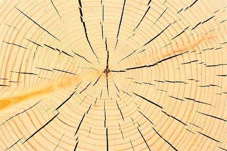 simsearch:400-08110547,k - fine texture of old wood on saw cut Stock Photo - Budget Royalty-Free & Subscription, Code: 400-07717766