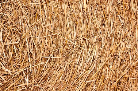 simsearch:400-07717781,k - Golden hay background, bale, straw, haystack, yellow Fotografie stock - Microstock e Abbonamento, Codice: 400-07717781