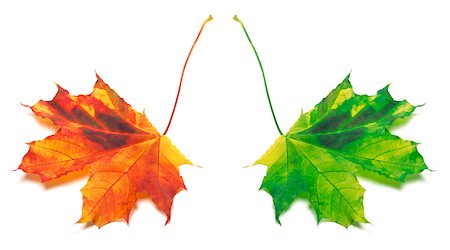 simsearch:851-02963821,k - Orange and green yellowed maple-leaf. Isolated on white background Foto de stock - Royalty-Free Super Valor e Assinatura, Número: 400-07717994