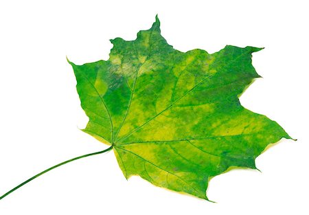 simsearch:851-02963822,k - Yellowed maple leaf isolated on white background. Selective focus. Stockbilder - Microstock & Abonnement, Bildnummer: 400-07717995