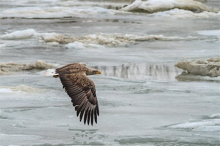 eagle river - White Tailed Eagle in flight in Danube Delta, Romania Foto de stock - Royalty-Free Super Valor e Assinatura, Número: 400-07718058