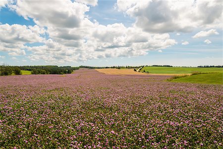 prince edward island farm - Field of clover flowers in bloom (Green Gables Shore; Prince Edward Island; Canada) Stock Photo - Budget Royalty-Free & Subscription, Code: 400-07718083