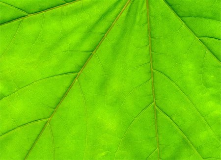 Fresh green spring maple leaf texture as background. Fotografie stock - Microstock e Abbonamento, Codice: 400-07718157