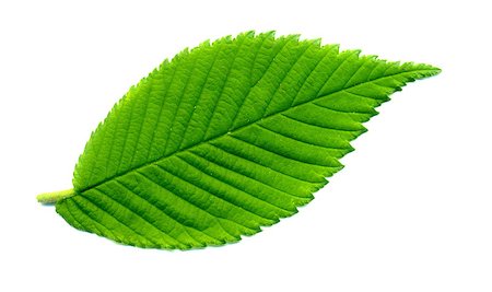 New spring green leaf on white background. Fotografie stock - Microstock e Abbonamento, Codice: 400-07718152