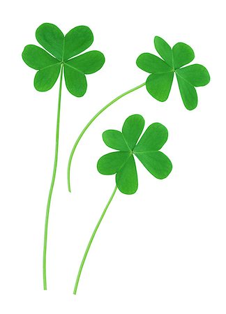 simsearch:400-07303639,k - St. Patrick's clover border isolated on white background Photographie de stock - Aubaine LD & Abonnement, Code: 400-07718777