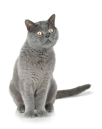 simsearch:400-07720090,k - Sitting grey cat. Isolated on white background Foto de stock - Super Valor sin royalties y Suscripción, Código: 400-07719075