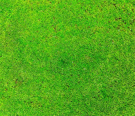 Fresh lichen field on the ground of rain forest. Foto de stock - Royalty-Free Super Valor e Assinatura, Número: 400-07719498