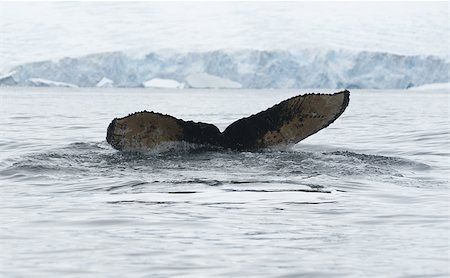 simsearch:400-06639015,k - Tail of humpback whale dived; against the backdrop of the islands-1. Stock Photo - Budget Royalty-Free & Subscription, Code: 400-07719652