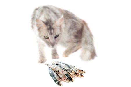 simsearch:400-07417493,k - portrait of a purebred  maine coon cat and cat food on a white background Photographie de stock - Aubaine LD & Abonnement, Code: 400-07719669