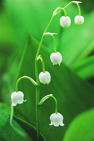 simsearch:400-07656811,k - Charming lily of the valley with sun beams Photographie de stock - Aubaine LD & Abonnement, Code: 400-07712836