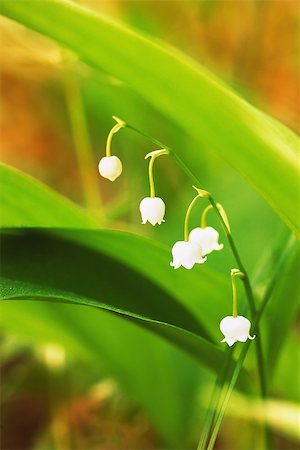 simsearch:400-07656811,k - Charming lily of the valley with sun beams Photographie de stock - Aubaine LD & Abonnement, Code: 400-07712837