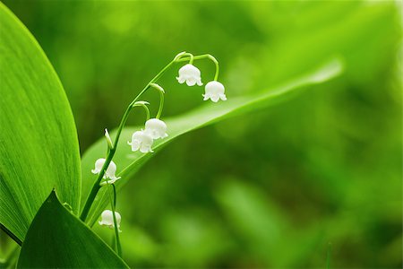 simsearch:400-07656811,k - Charming lily of the valley with sun beams Photographie de stock - Aubaine LD & Abonnement, Code: 400-07712838