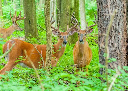 Whitetail Deer Buck In Velvet standing in the woods. Foto de stock - Super Valor sin royalties y Suscripción, Código: 400-07712984