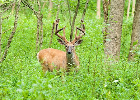 Whitetail Deer Buck In Velvet standing in the woods. Foto de stock - Royalty-Free Super Valor e Assinatura, Número: 400-07713777