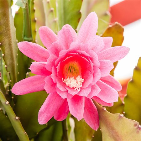 Red and purple cactus flower Fotografie stock - Microstock e Abbonamento, Codice: 400-07713794