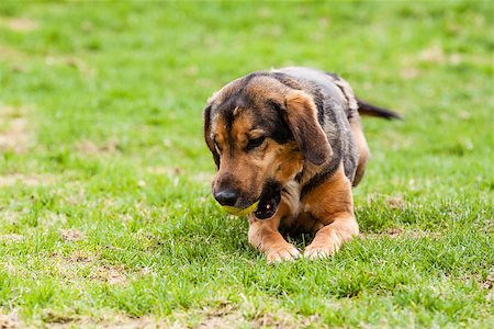 Mutt of puppy german shepherd dog playing with toy Fotografie stock - Microstock e Abbonamento, Codice: 400-07713797