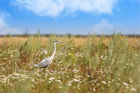 heron on the field Stock Photo - Budget Royalty-Free & Subscription, Code: 400-07713827