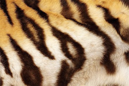 detail on tiger real black stripes, fur on animal Fotografie stock - Microstock e Abbonamento, Codice: 400-07728304