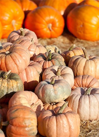 simsearch:400-04008520,k - pile of big orange pumpkins at pumpkin patch, autumn vegetables Stock Photo - Budget Royalty-Free & Subscription, Code: 400-07728465