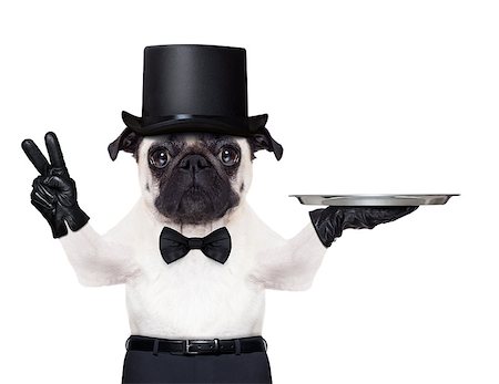 simsearch:400-07822392,k - cool pug with gloves and black hat holding an empty service tray ,fingers in peace or victory gesture Foto de stock - Super Valor sin royalties y Suscripción, Código: 400-07728616