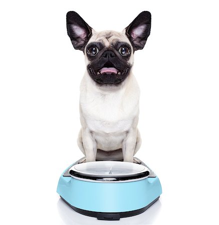 fat dog - shocked and surprised pug dog about his weight on a scale Stock Photo - Budget Royalty-Free & Subscription, Code: 400-07728618