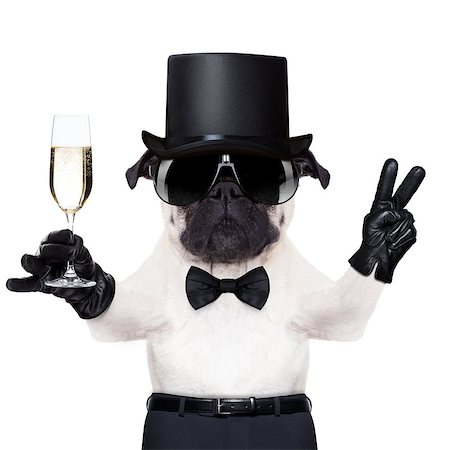 pug with a  champagne glass and victory or peace fingers toasting for new year wearing a black hat Stock Photo - Budget Royalty-Free & Subscription, Code: 400-07728626