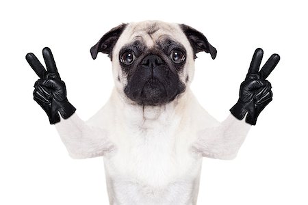 cool pug dog with victory or peace fingers wearing gloves Stockbilder - Microstock & Abonnement, Bildnummer: 400-07728627