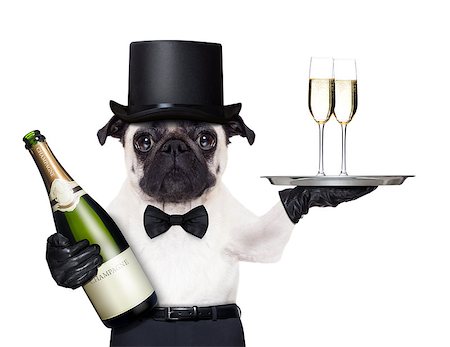 dog christmas background - pug with   champagne glasses on a service tray  and a bottle on the other side Stock Photo - Budget Royalty-Free & Subscription, Code: 400-07728620