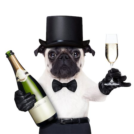 dog christmas background - pug with  a champagne glass  and a bottle on the other side toasting for new years eve Stock Photo - Budget Royalty-Free & Subscription, Code: 400-07728621