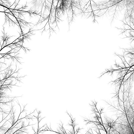 simsearch:400-06199703,k - Illustration of tree branches isolated on the white background Foto de stock - Super Valor sin royalties y Suscripción, Código: 400-07728710