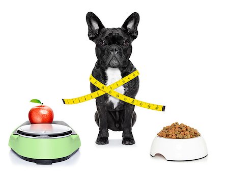 simsearch:400-04105649,k - healthy bulldog beside a scale  and bowl and measuring tape around waist isolated on white background Foto de stock - Super Valor sin royalties y Suscripción, Código: 400-07728894