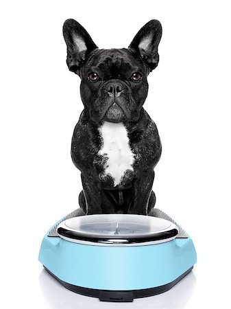 simsearch:400-04105649,k - healthy dog on scale wondering about weightloss and how to solve this problem, isolated on white background Foto de stock - Super Valor sin royalties y Suscripción, Código: 400-07728895