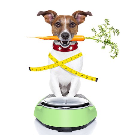 simsearch:400-04105649,k - healthy dog on scale with carrot in mouth and measuring tape around waist isolated on white background Foto de stock - Super Valor sin royalties y Suscripción, Código: 400-07728899