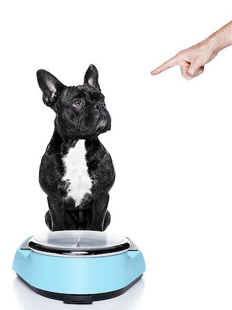 simsearch:400-04105649,k - fat dog on scale being punished for gaining weight by his owner, isolated on white background Foto de stock - Super Valor sin royalties y Suscripción, Código: 400-07728893